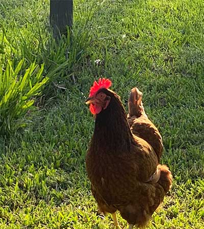 Poultry/ Avian History Form (PDF)