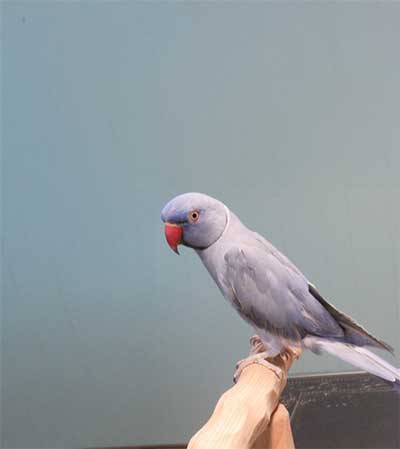 Bird Handling Consent Form (PDF)