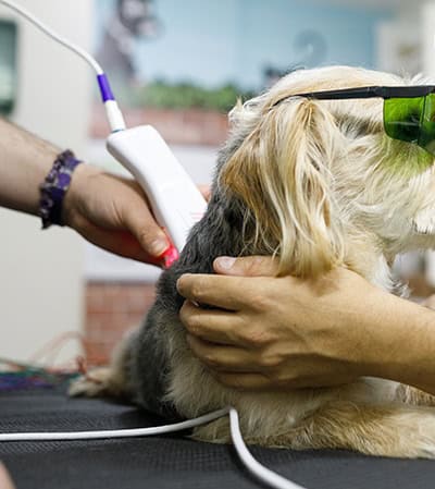 Pain management and Alternative therapies Services