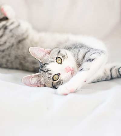 Patient Drop Off Form