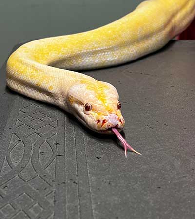 Reptile History Form (PDF)