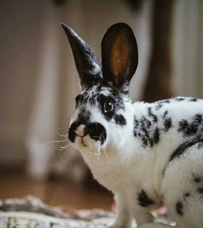 Small Mammal Exotic History Form (PDF)