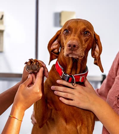 Wellness Care Services