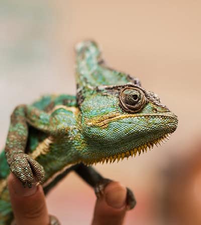 Reptile Services
