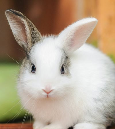 Small Mammal Services