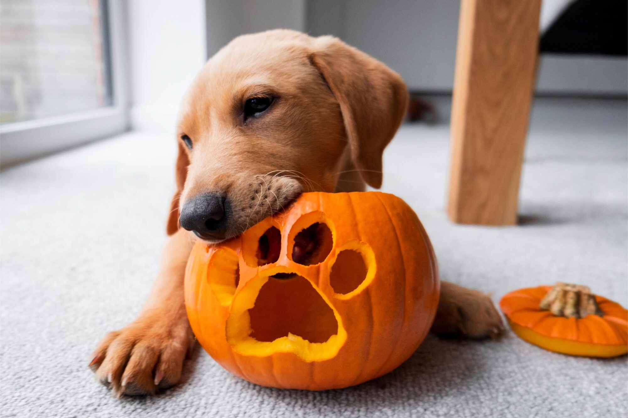 Pet Safety Spellbook: Your Vet’s Top Halloween Tips