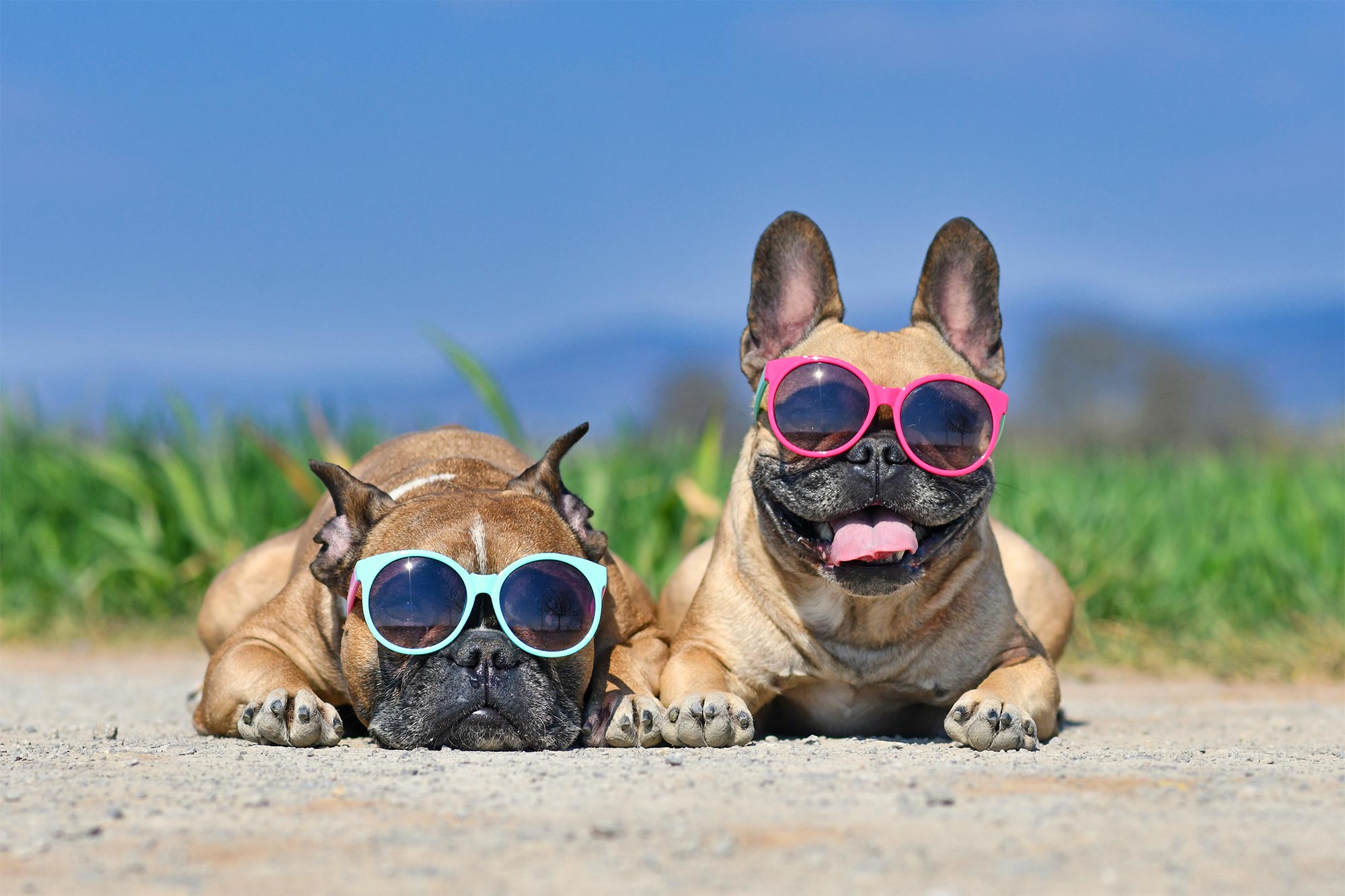 How to Keep Your Pets Safe in Hot Summer Weather