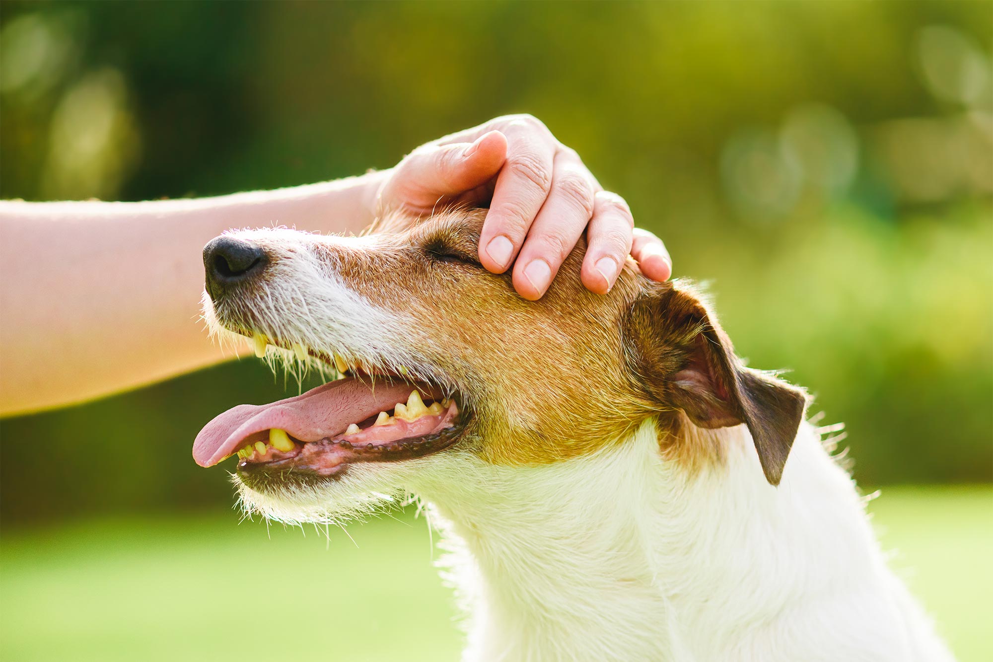 Caring for Senior Pets This Spring