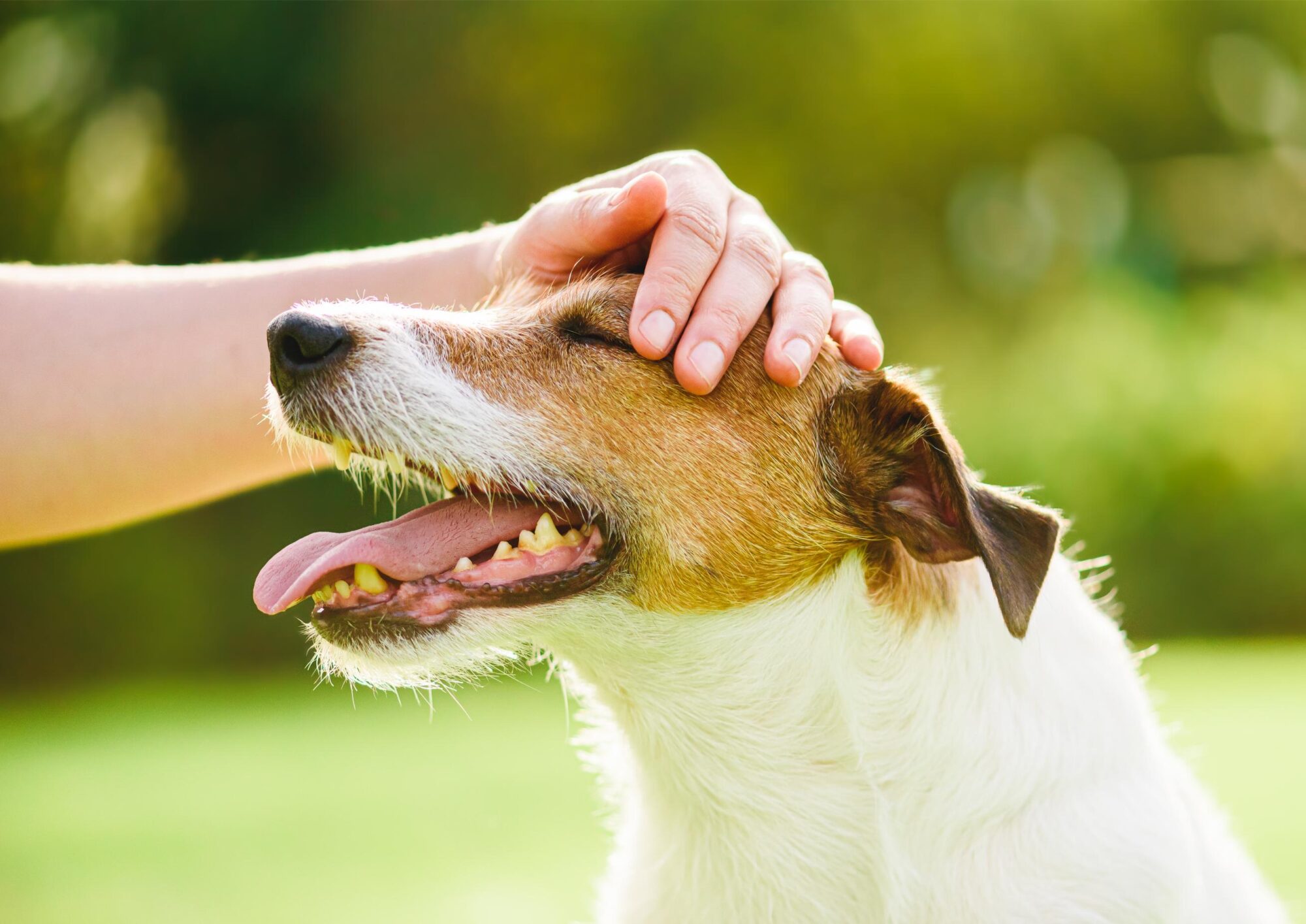 senior pet.