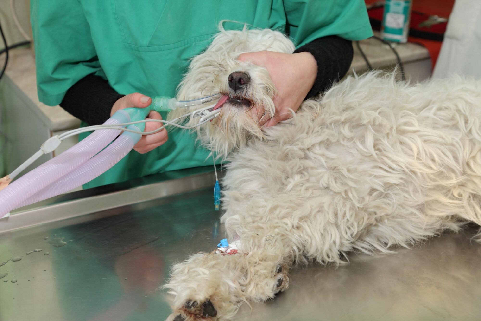 Animal Laparoscopic Surgery.