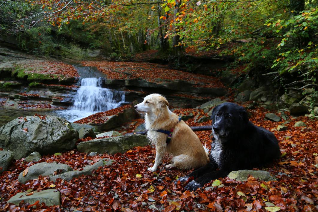 fall pet toxins.