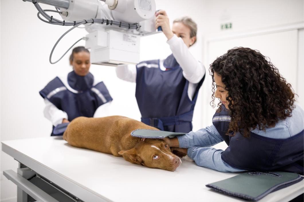 Caught on X-Ray: Bizarre Objects Found Inside Pets