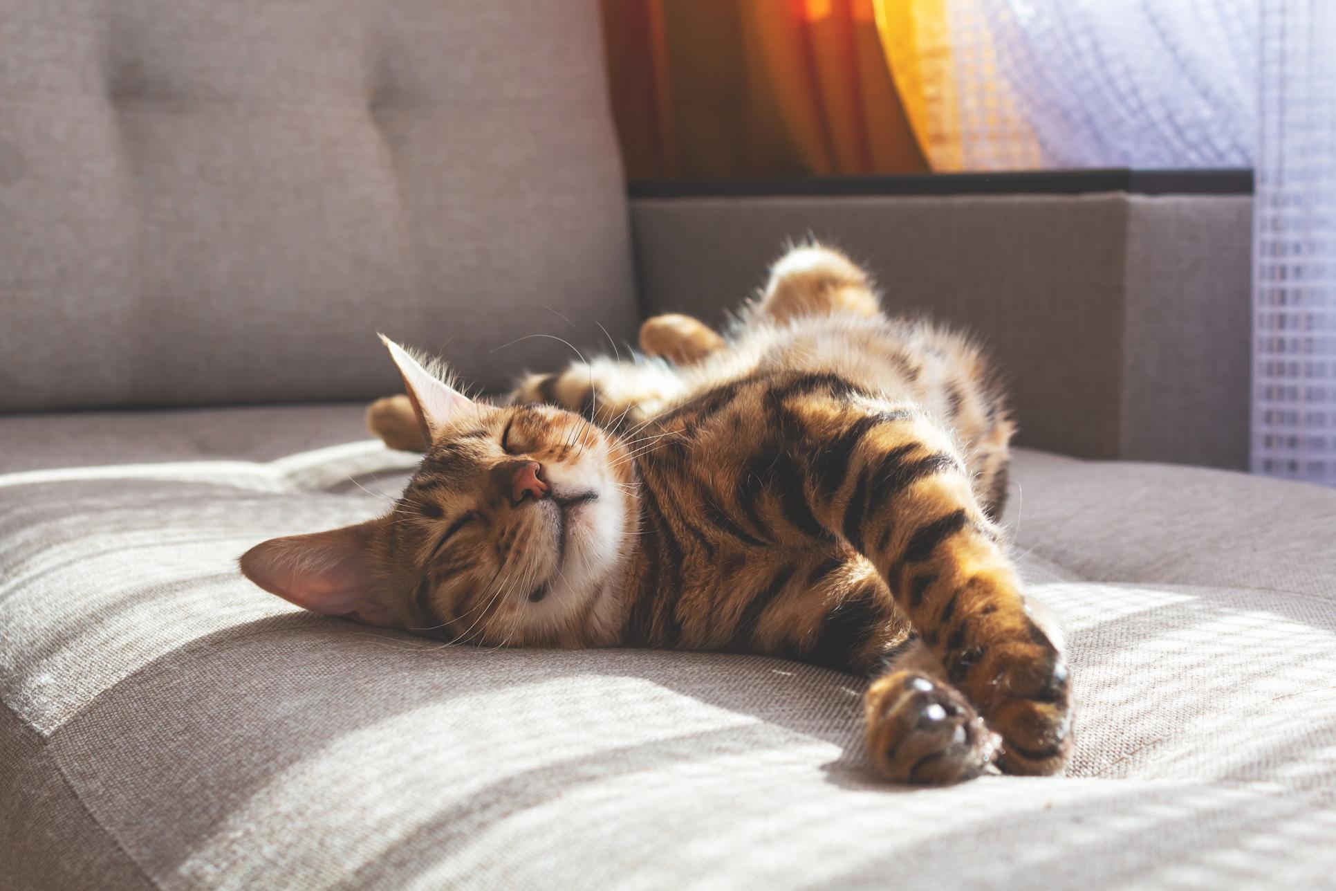 The Science Behind Your Cat’s Winter Snooze