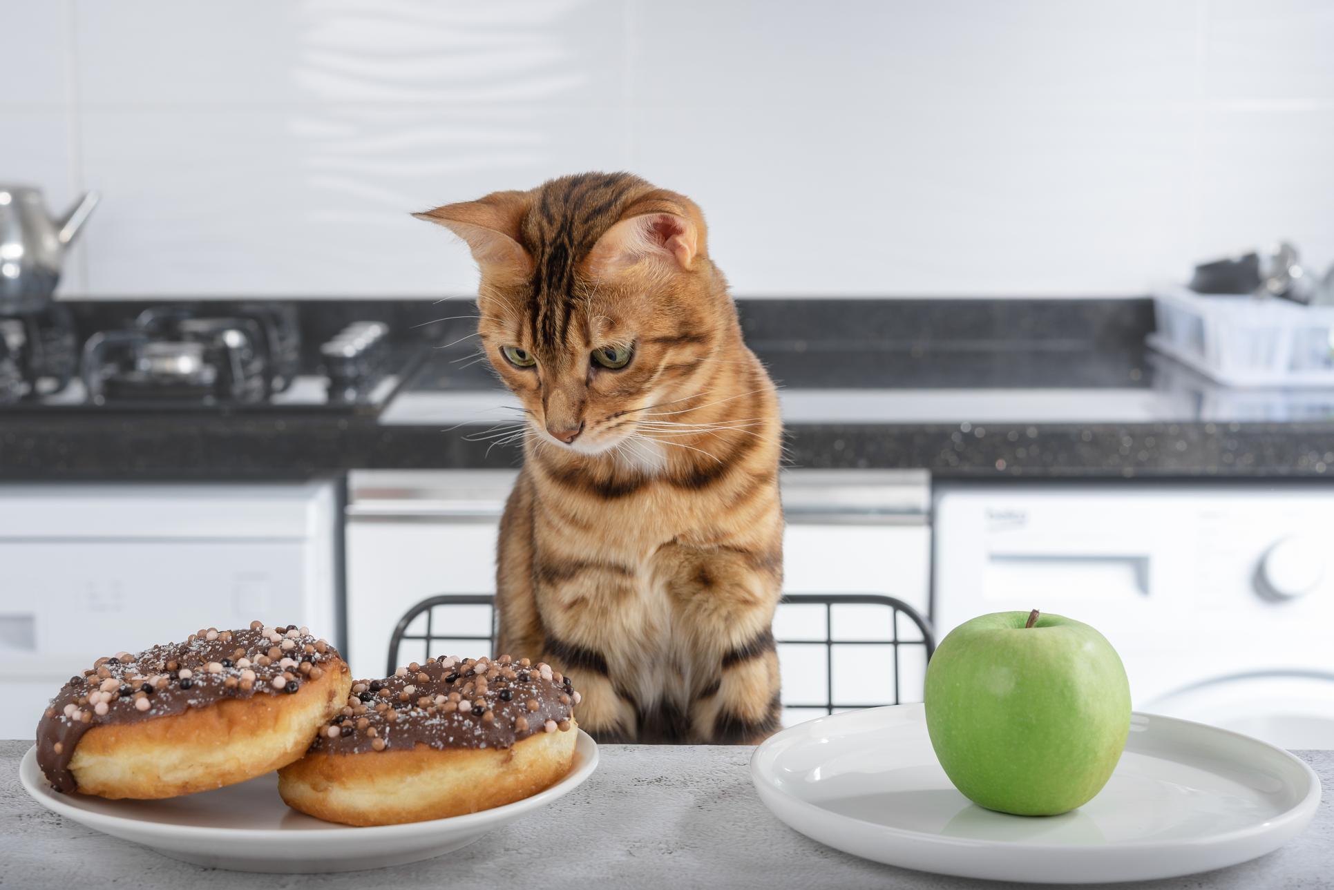 The Hidden Dangers of Obesity in Pets