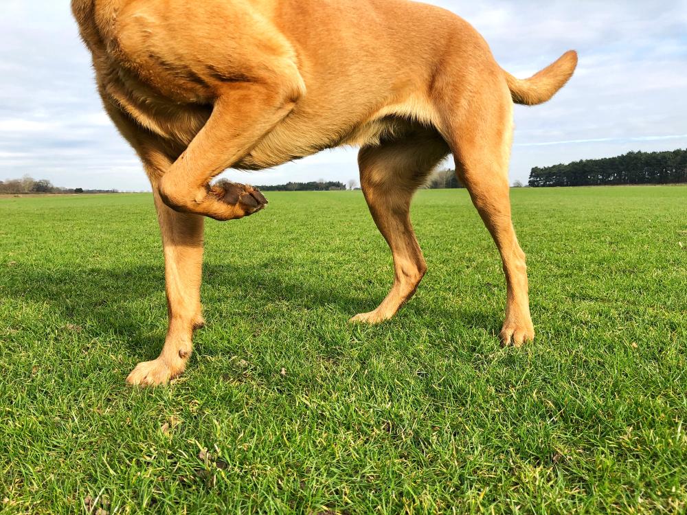 Dog Limping: 7 Signs Your Pet Needs Urgent Veterinary Care