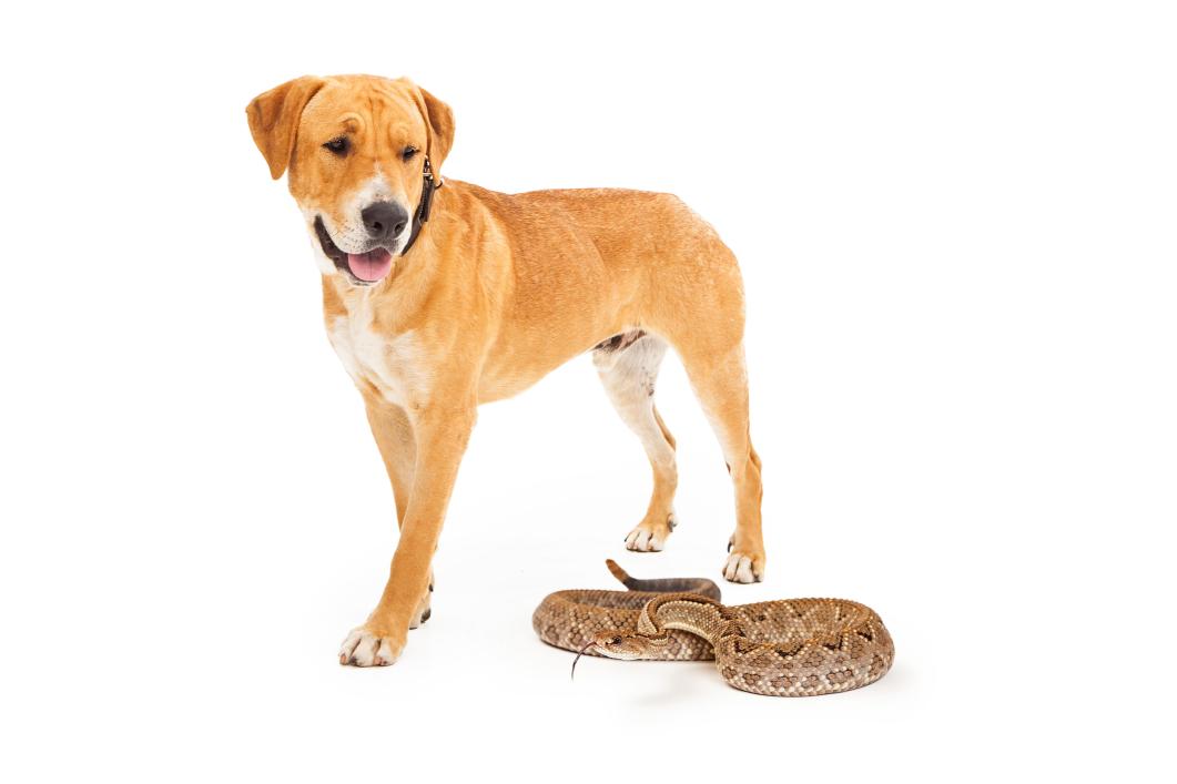 My Dog Was Bitten by a Rattlesnake: Emergency Signs and What to Do in San Antonio