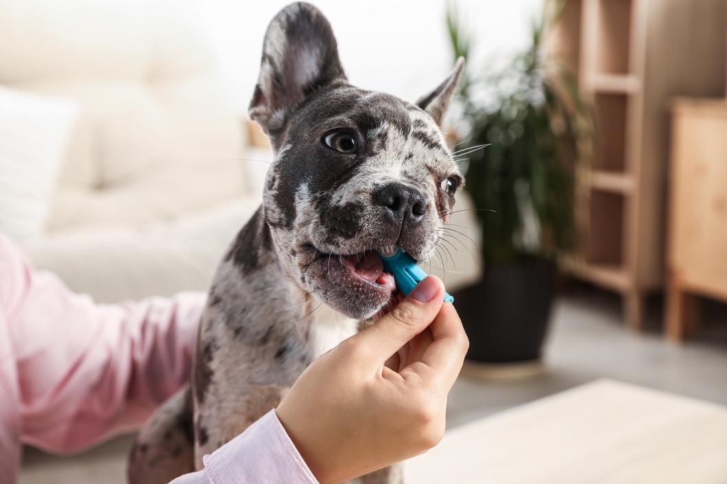 Why San Antonio Vets Recommend Professional Teeth Cleaning Before Your Pet Gets Older
