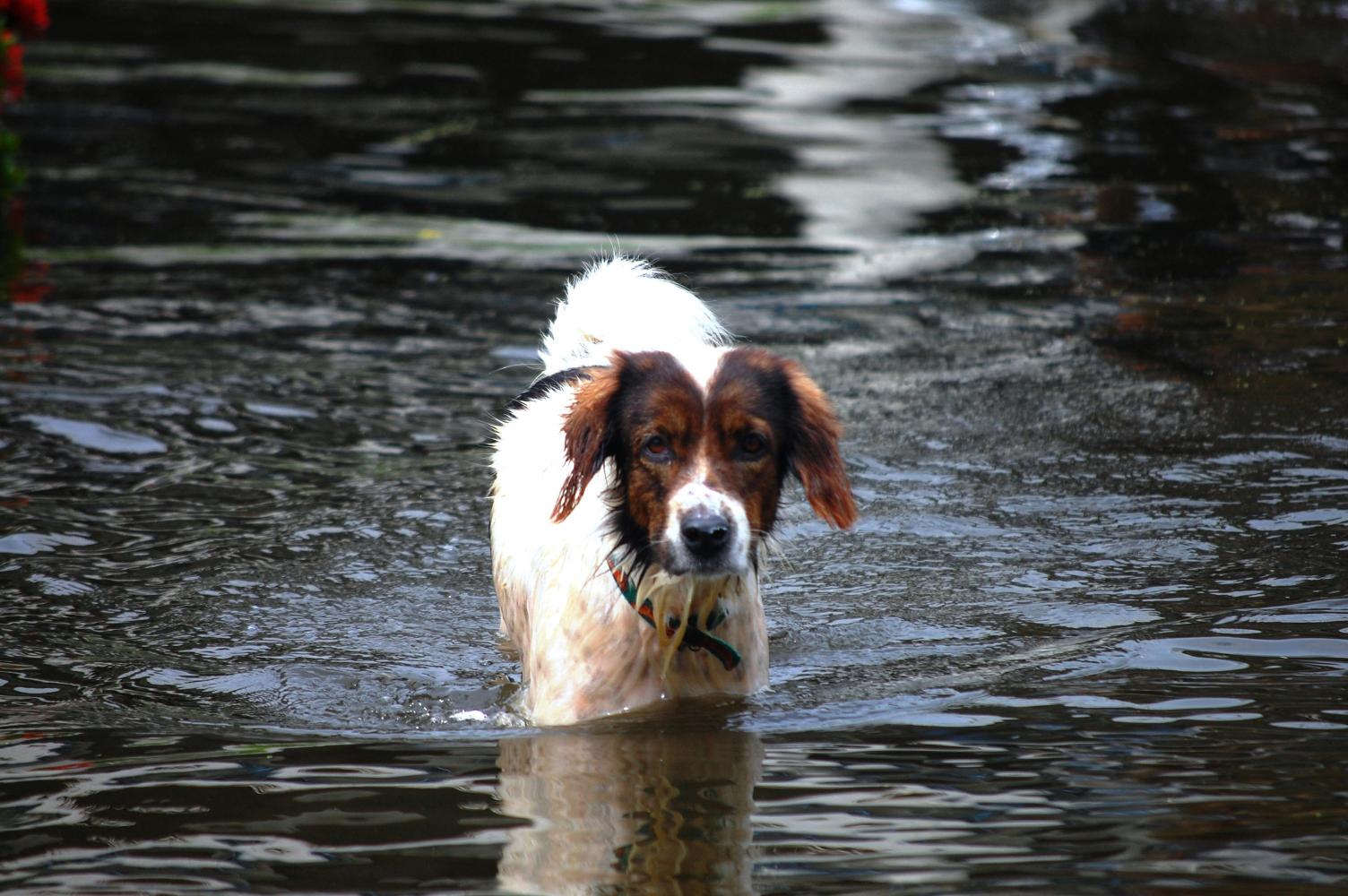 Hurricane Season in Texas: How to Create a Pet Emergency Kit