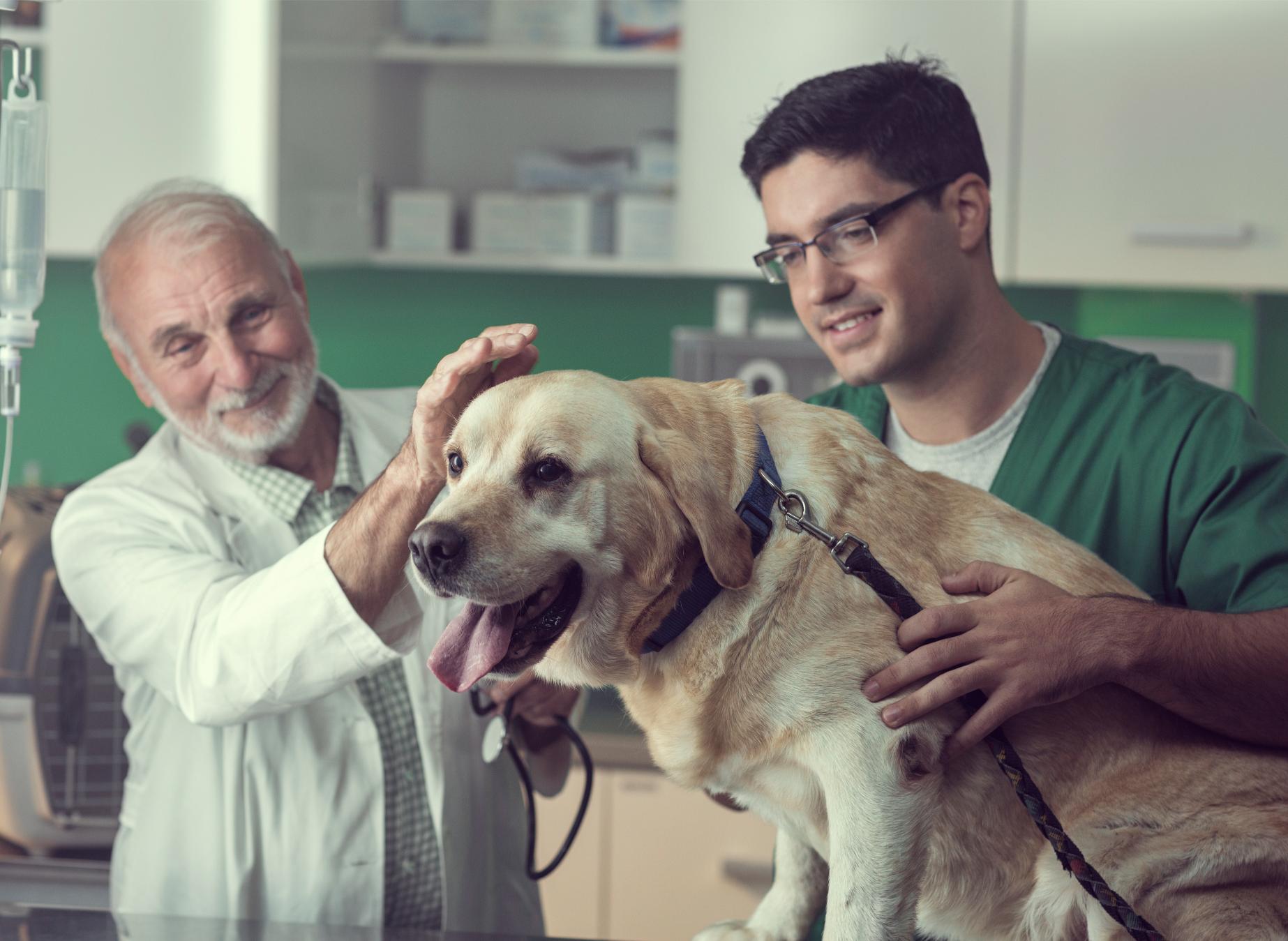Senior Pet Bloodwork: What Annual Lab Screening Catches Before Symptoms Start