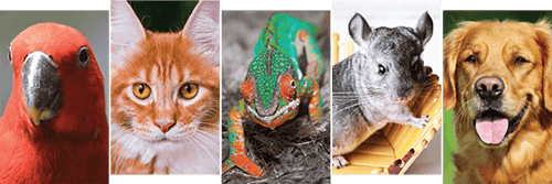 exotic pet group
