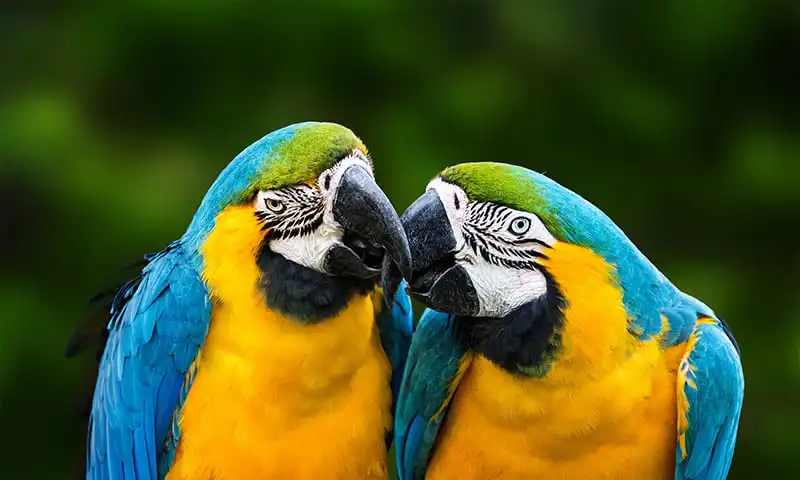 Macaws cuddling