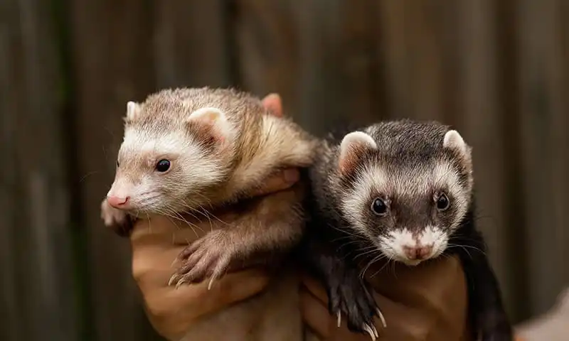 Ferrets being held
