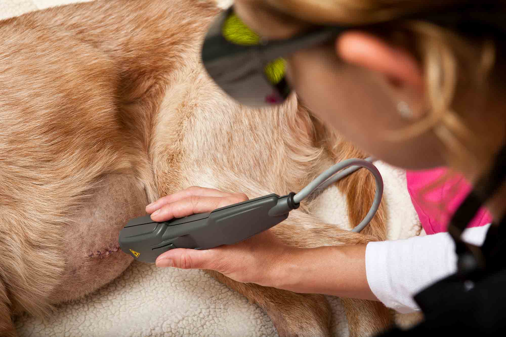 veterinarian performing laser therapy