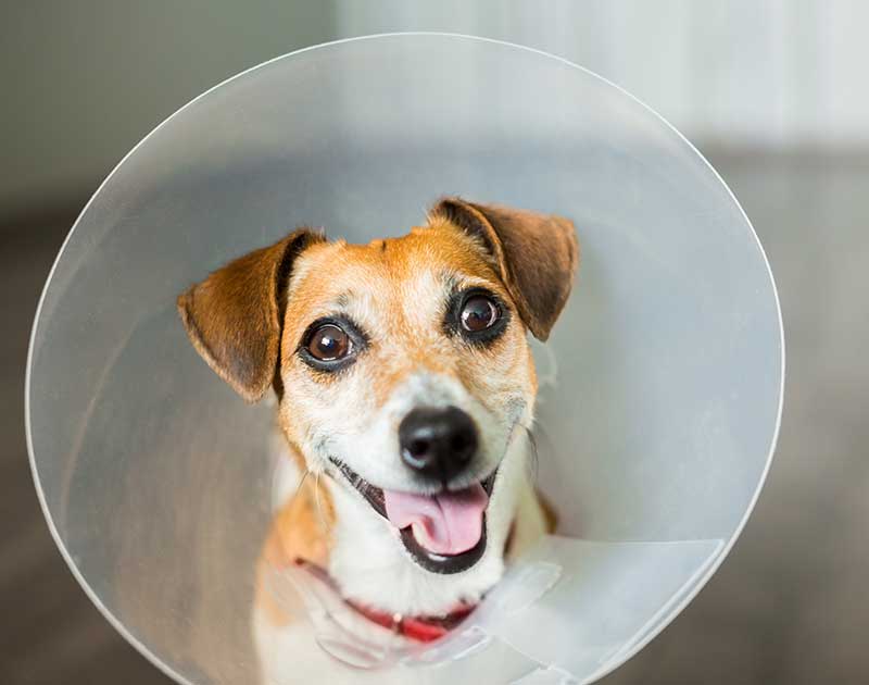 A dog wearing an E-collar A dog wearing an E-collar