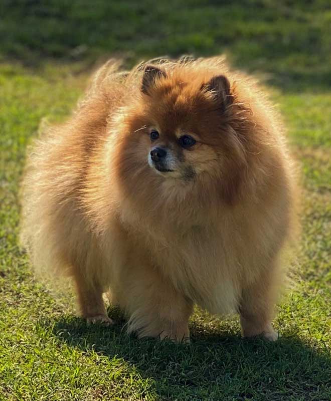 A pomeranian outdoors A pomeranian outdoors