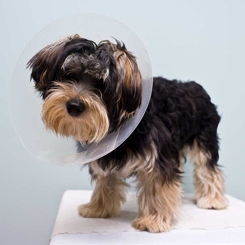 A pup wearing an e-collar A pup wearing an e-collar
