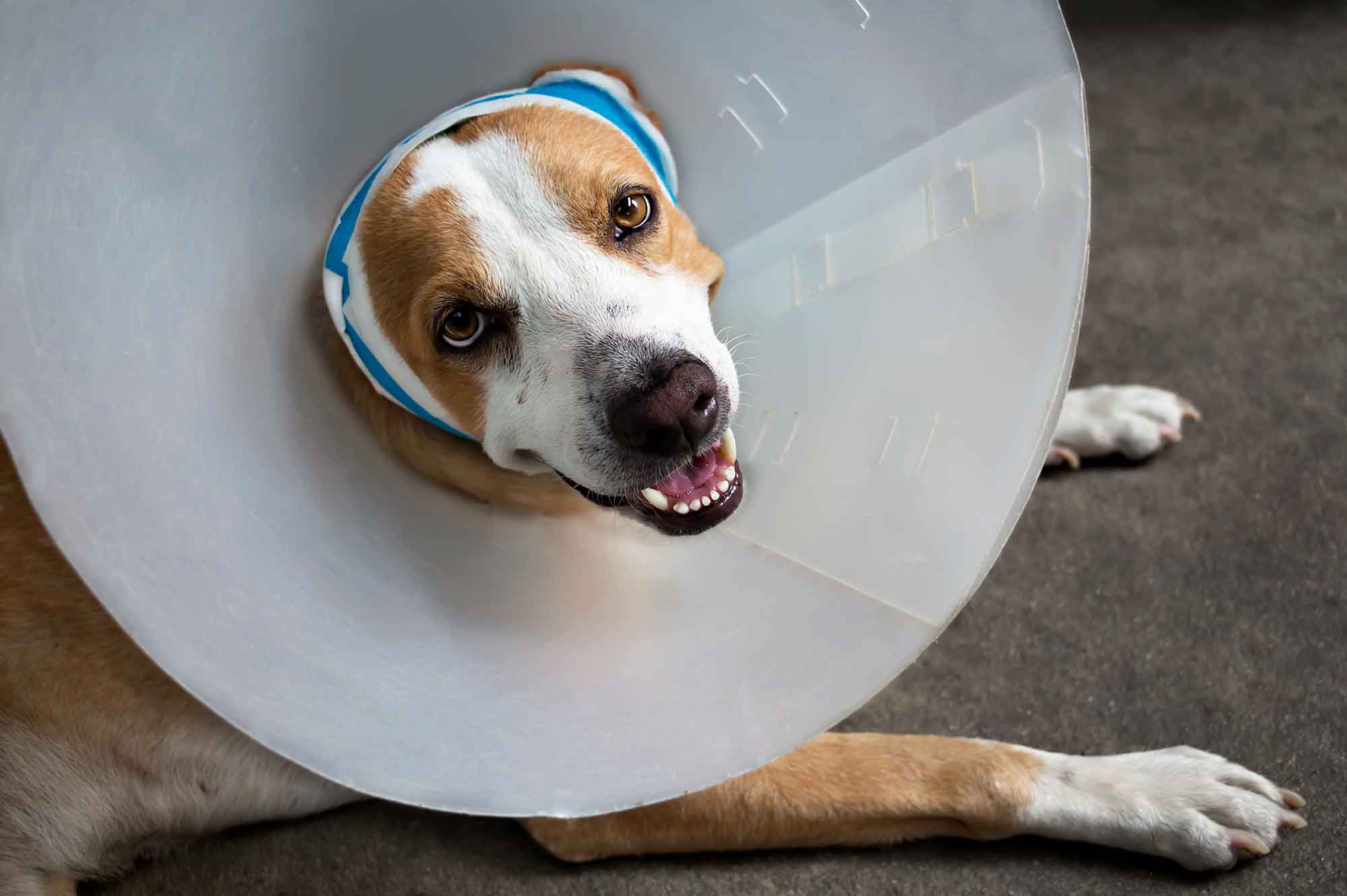 dog after veterinarian surgery